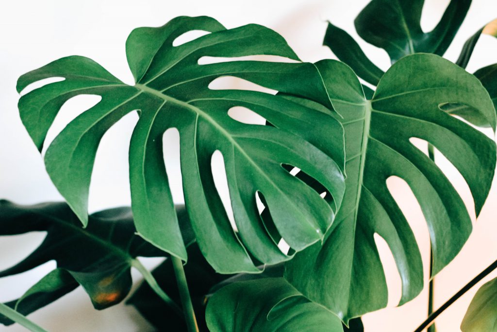 Growing Monstera Deliciosa from Seed - Houseplant Stuff